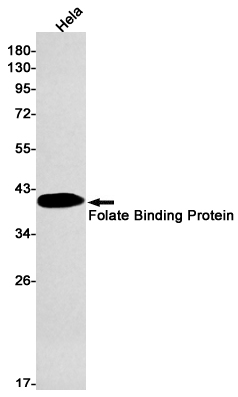 WB - Folate Binding Protein Rabbit mAb AP75447